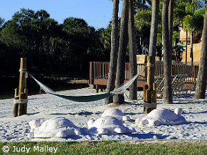 Caribbean Beach hammocks ©Judy Malley