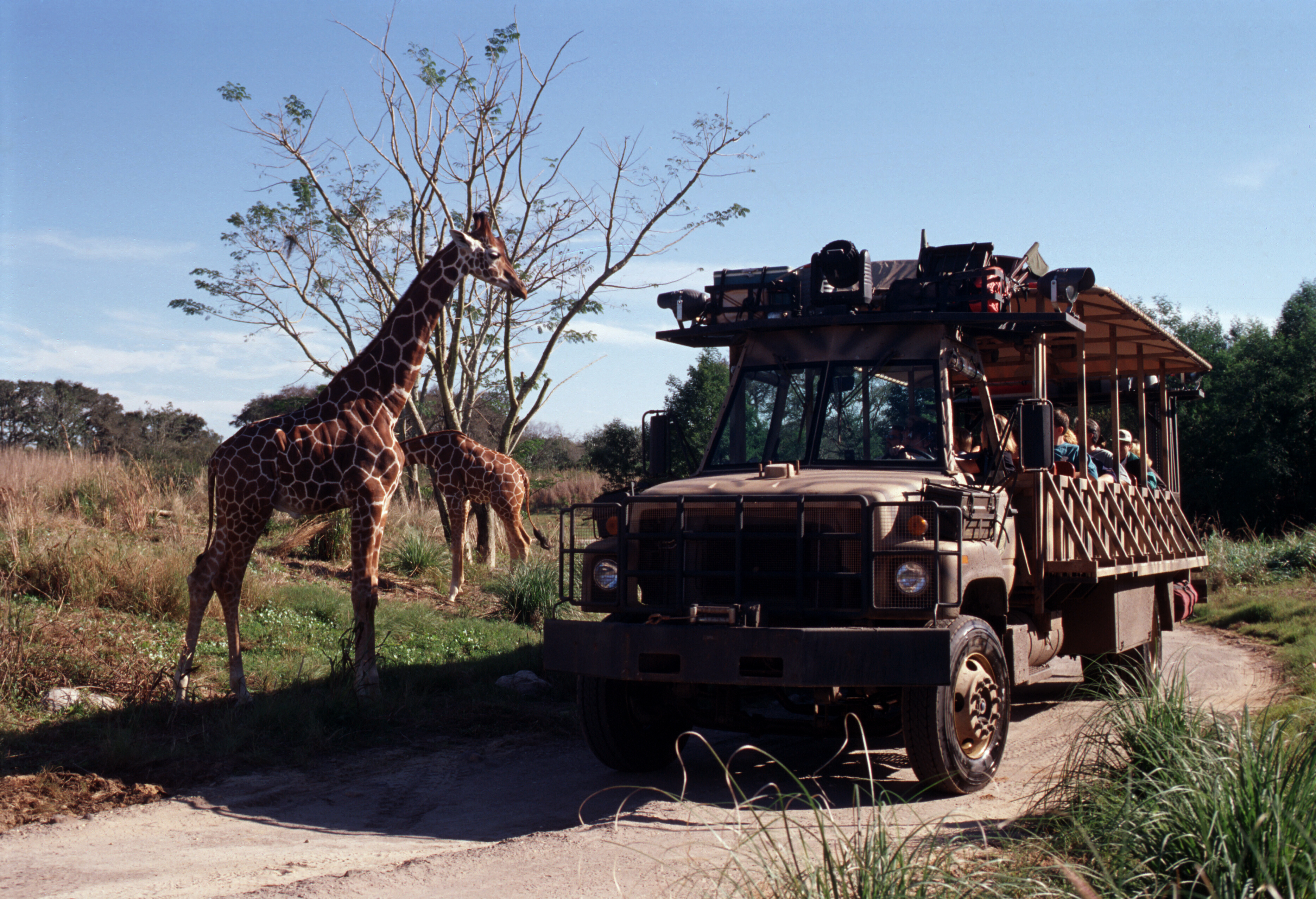 Giraffe elephant monkey. Сафари Килиманджаро Диснейленд. Сафари парк Африка. Сафари Килиманджаро Дисней ворлд крокодилы. Экстремальное сафари в Африке.